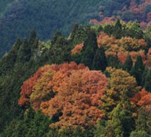 ������ł̂ЂƂƂ�