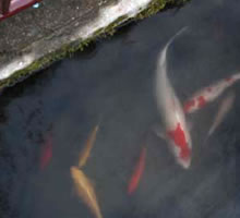 �Ƃ̑O�̐��H�Ō�����Ă���