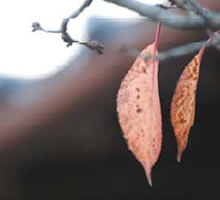 �g�t���邪��������ʂ�