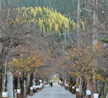 �g�t���邪��������ʂ�