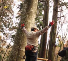 �M�S�ɐF�X�����Ă�������X�уZ���s�[�K�C�h�̕��X